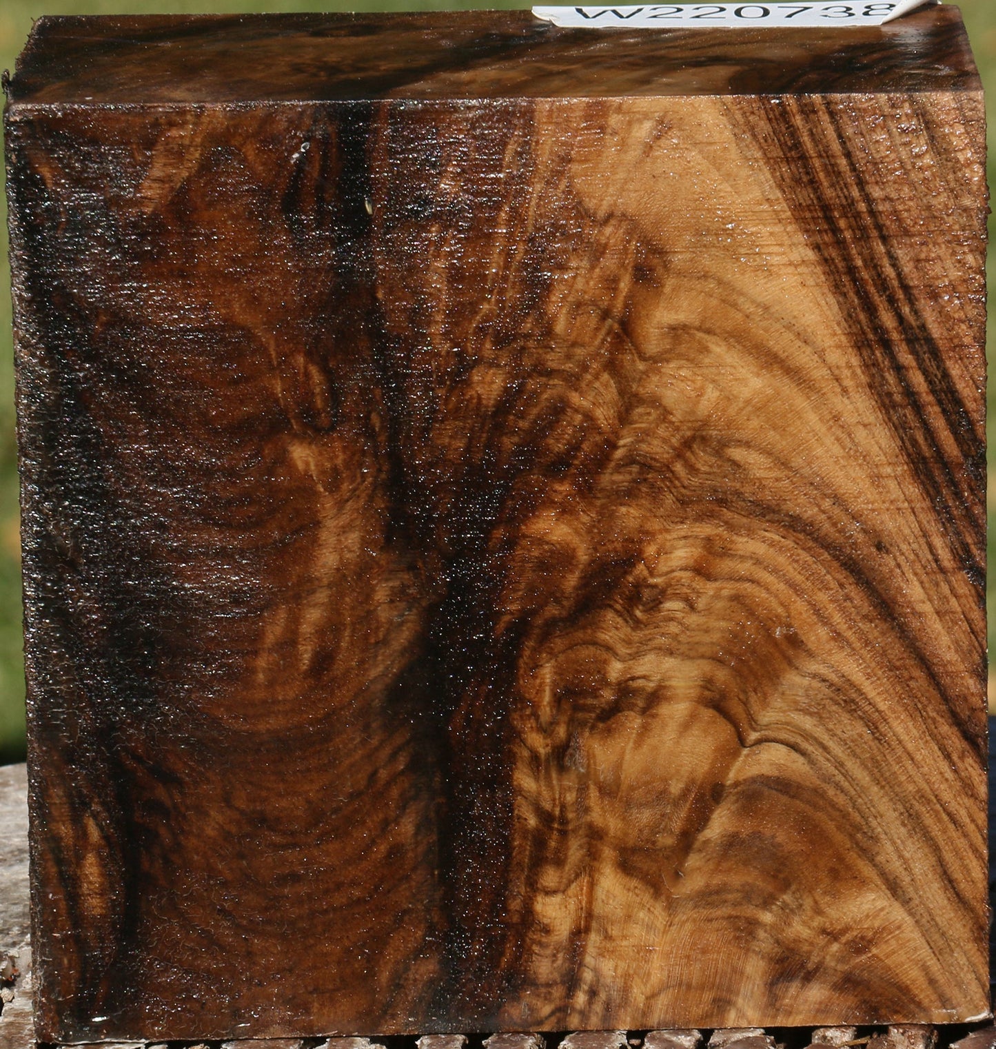 Exhibition Grafted English Walnut Bowl Blank