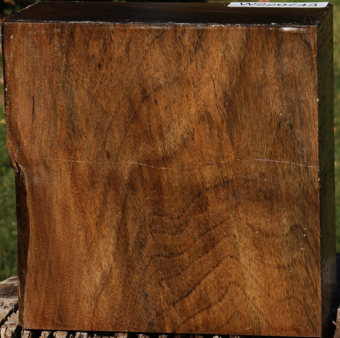 English Walnut Bowl Blank