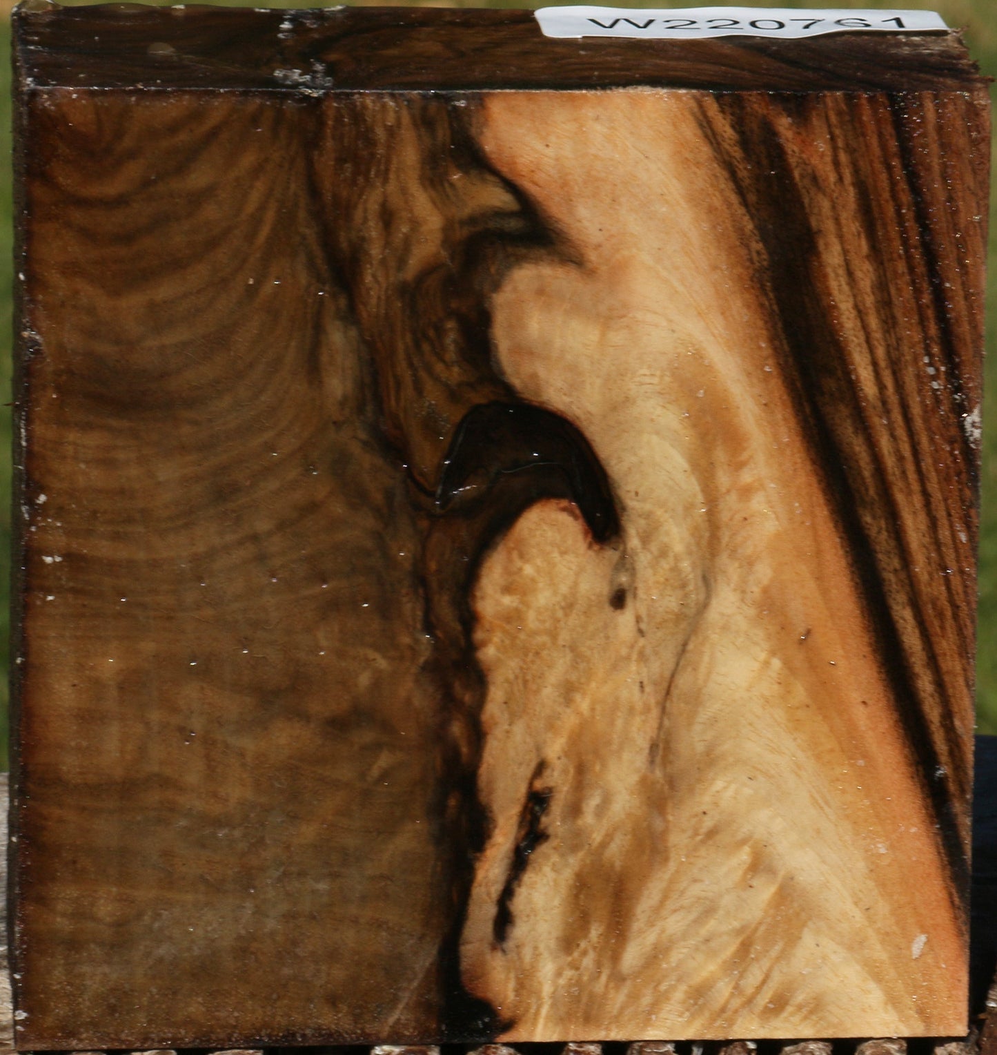 Extra Fancy Grafted English Walnut Bowl Blank