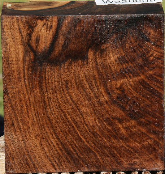 Extra Fancy Grafted English Walnut Bowl Blank