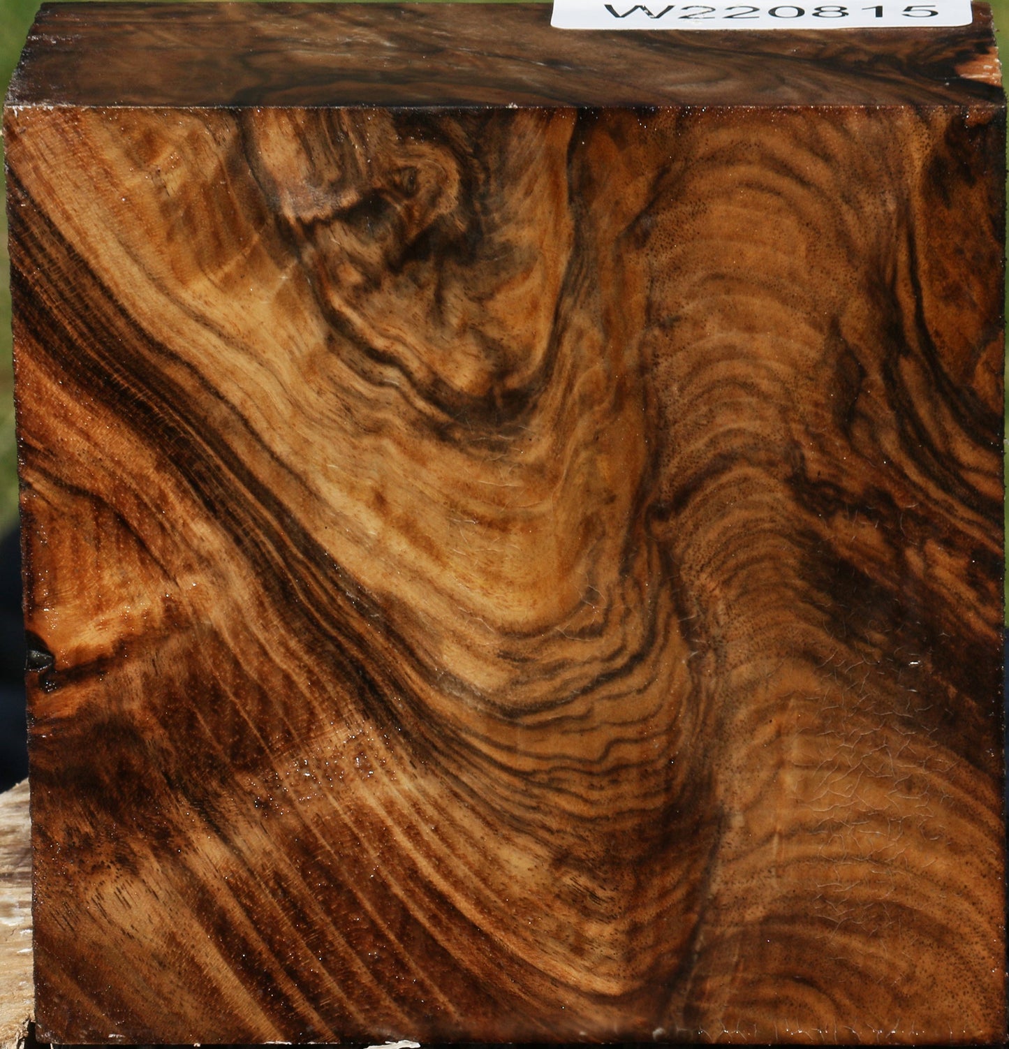 Exhibition English Walnut Bowl Blank