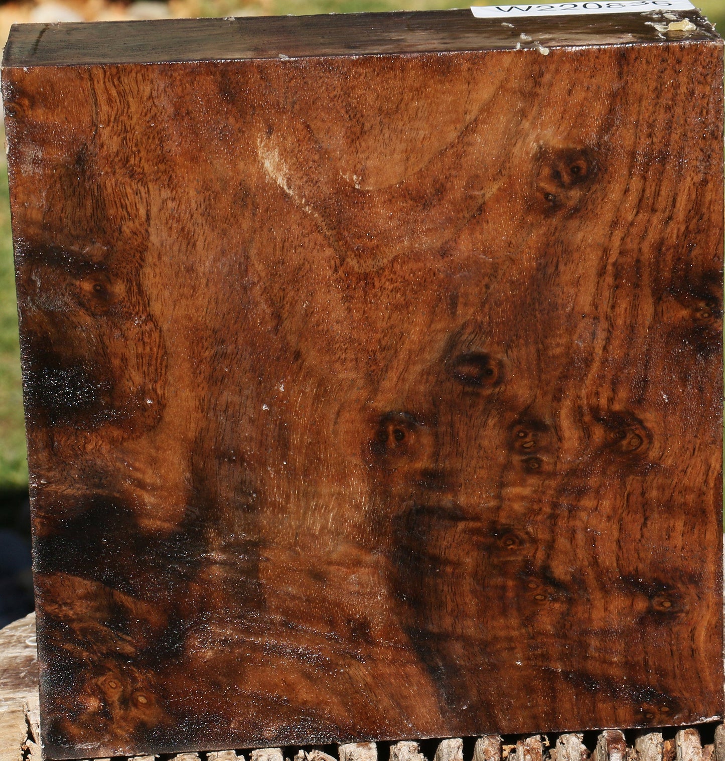 Extra Fancy Grafted English Walnut Bowl Blank