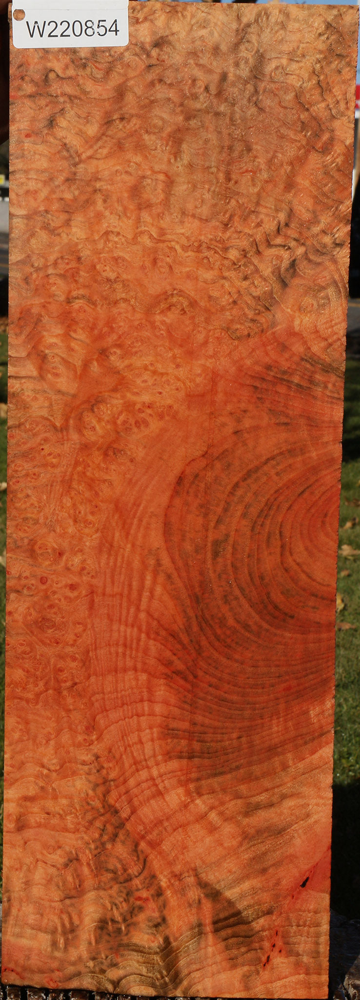 Madrone Burl Instrument Lumber