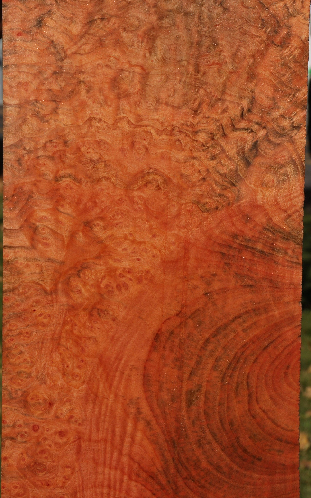 Madrone Burl Instrument Lumber