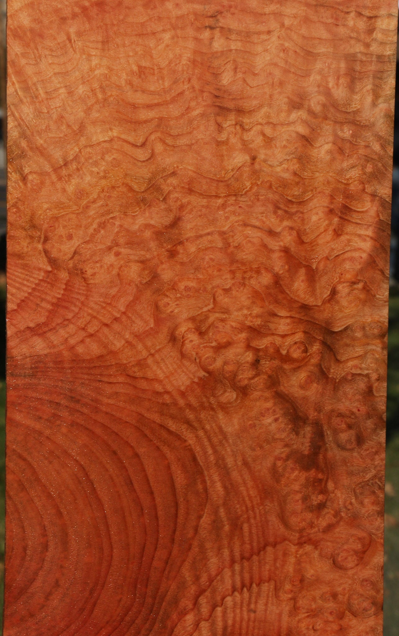 Madrone Burl Instrument Lumber