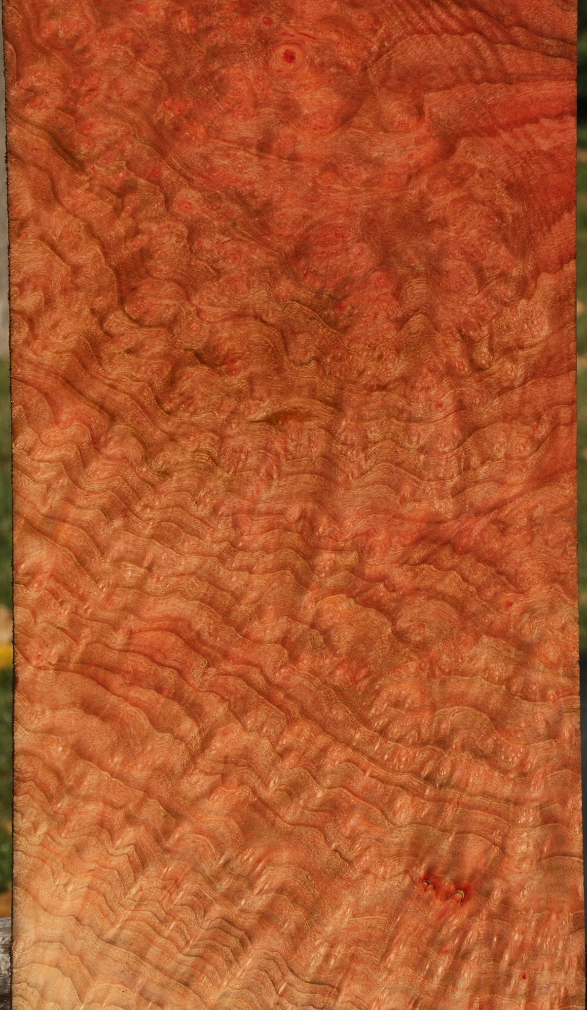 Madrone Burl Instrument Lumber