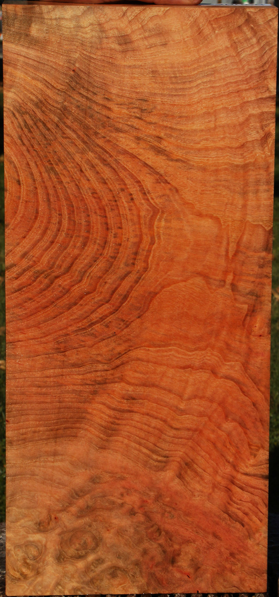 Madrone Burl Instrument Lumber