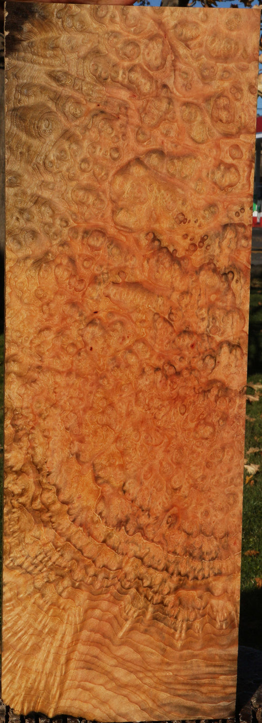 Exhibition Madrone Burl Instrument Lumber