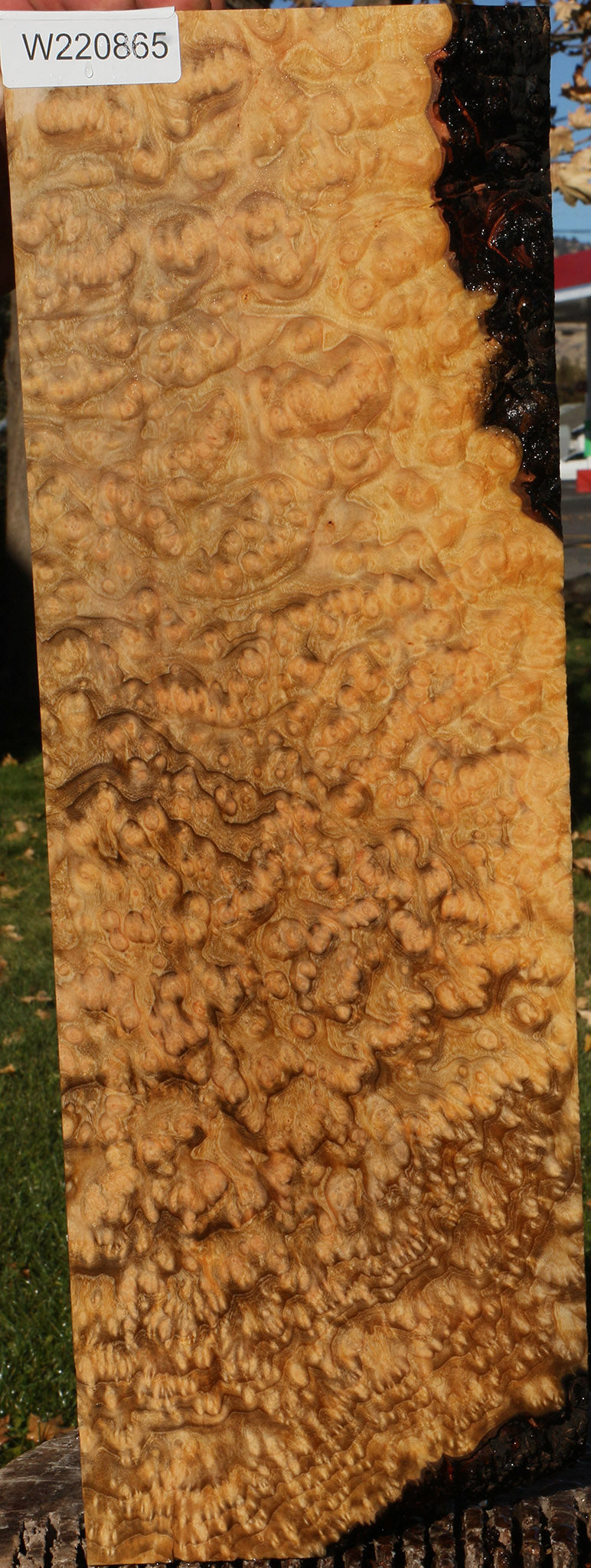 Exhibition Madrone Burl Instrument Lumber