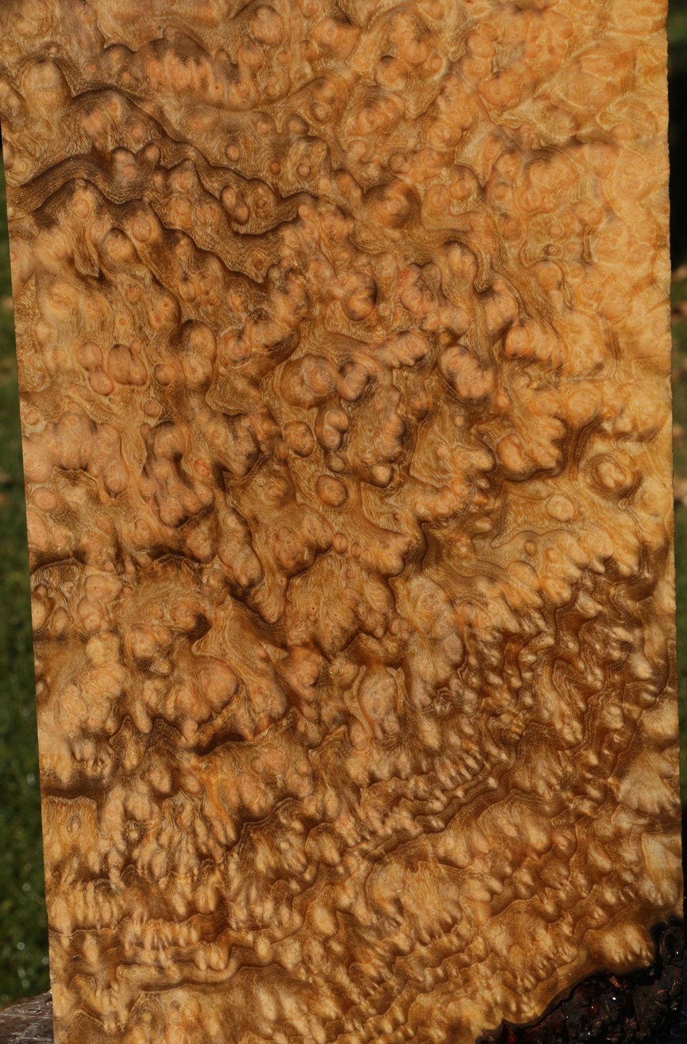 Exhibition Madrone Burl Instrument Lumber