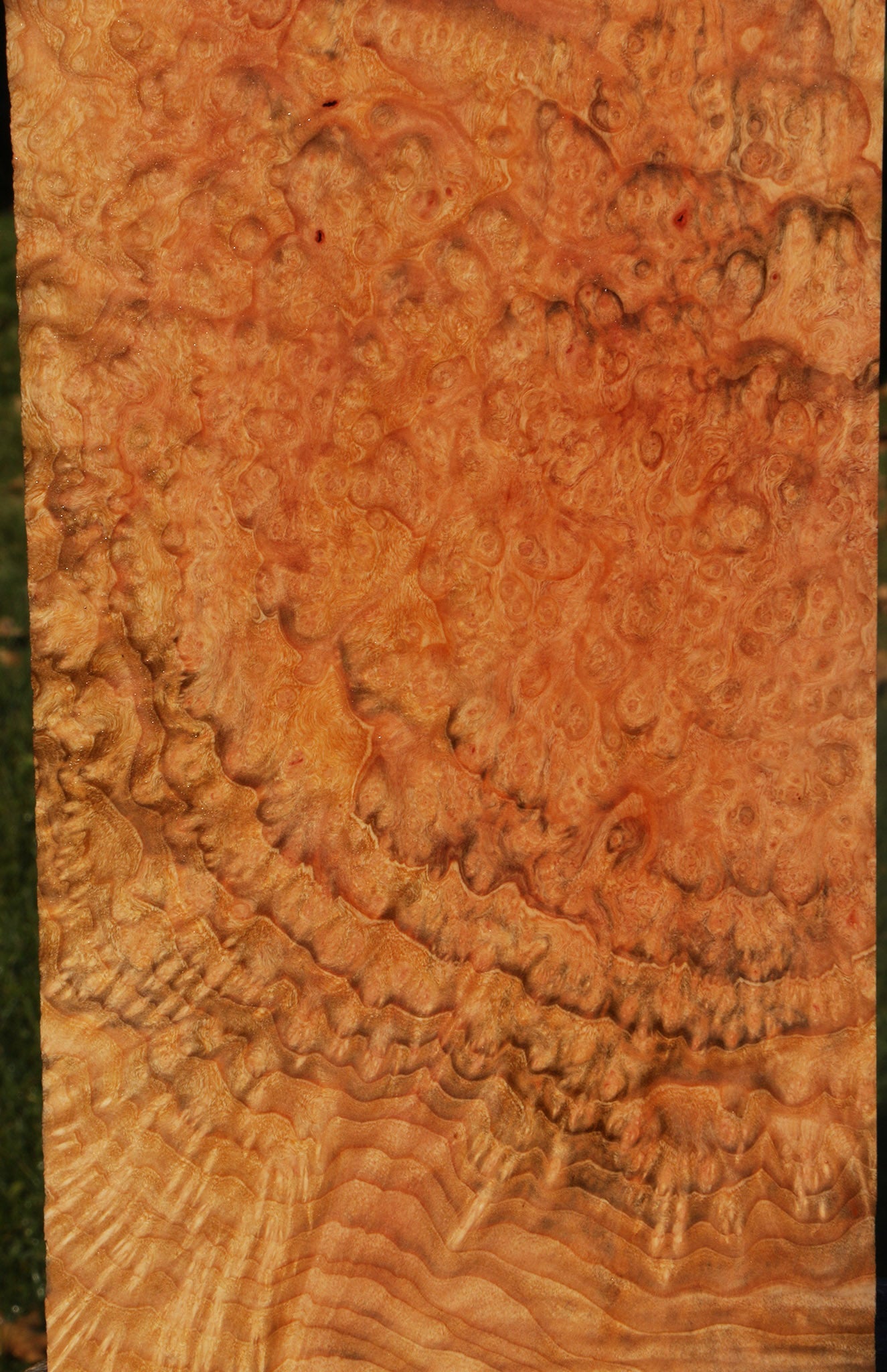 Exhibition Madrone Burl Instrument Lumber