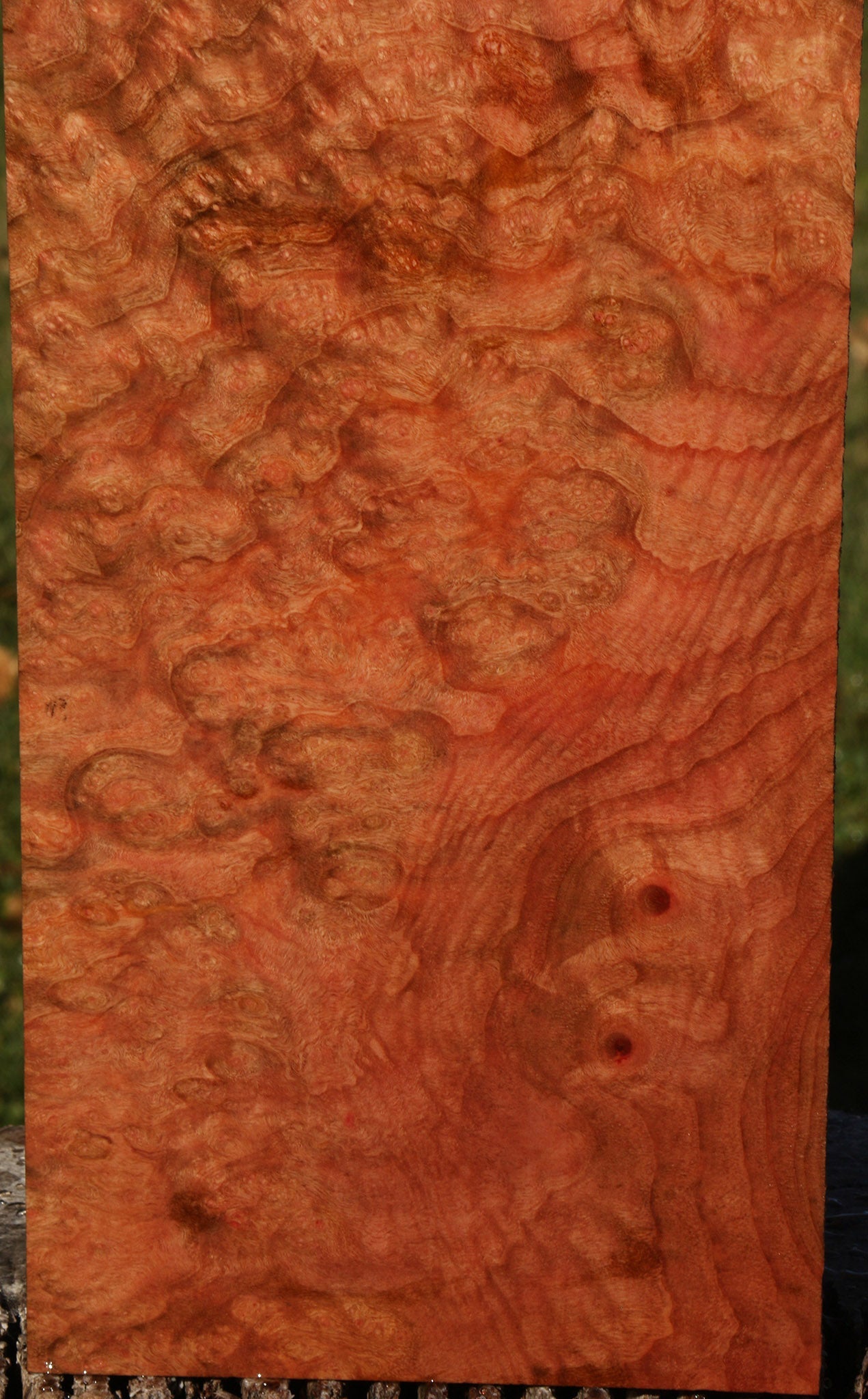 Madrone Burl Instrument Lumber