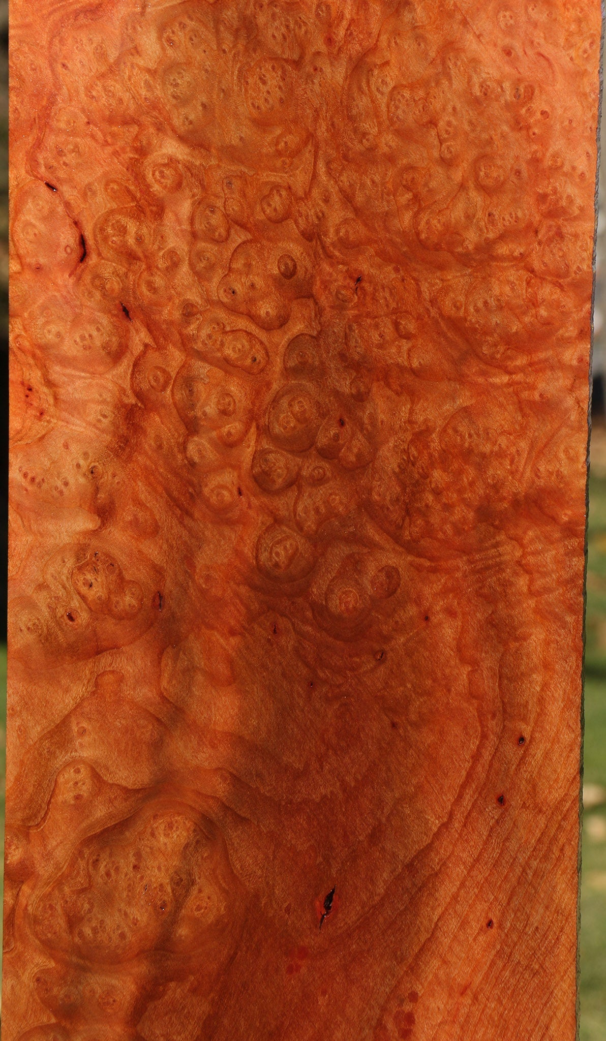 Madrone Burl Lumber