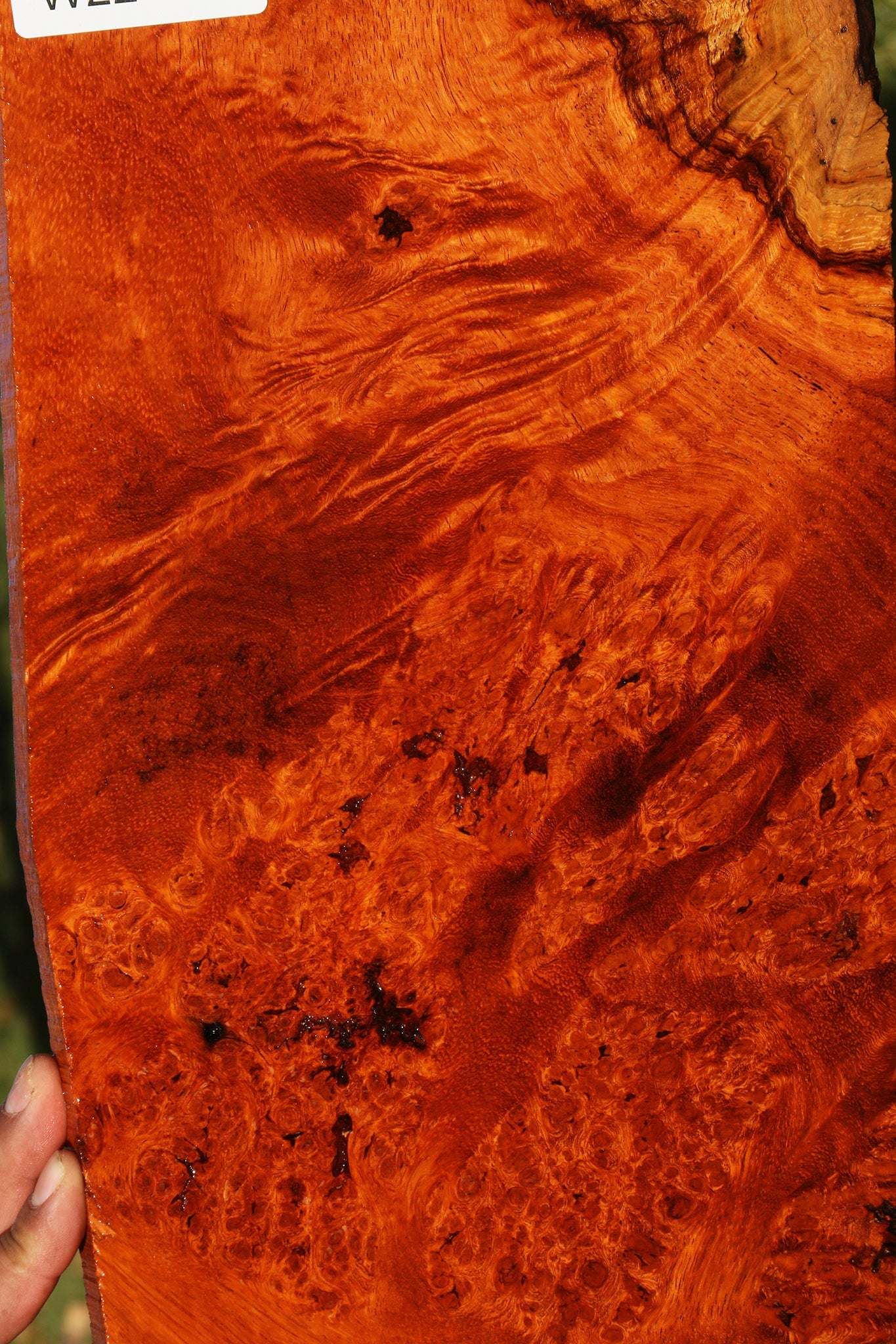 Figured Afzelia Burl Instrument Lumber