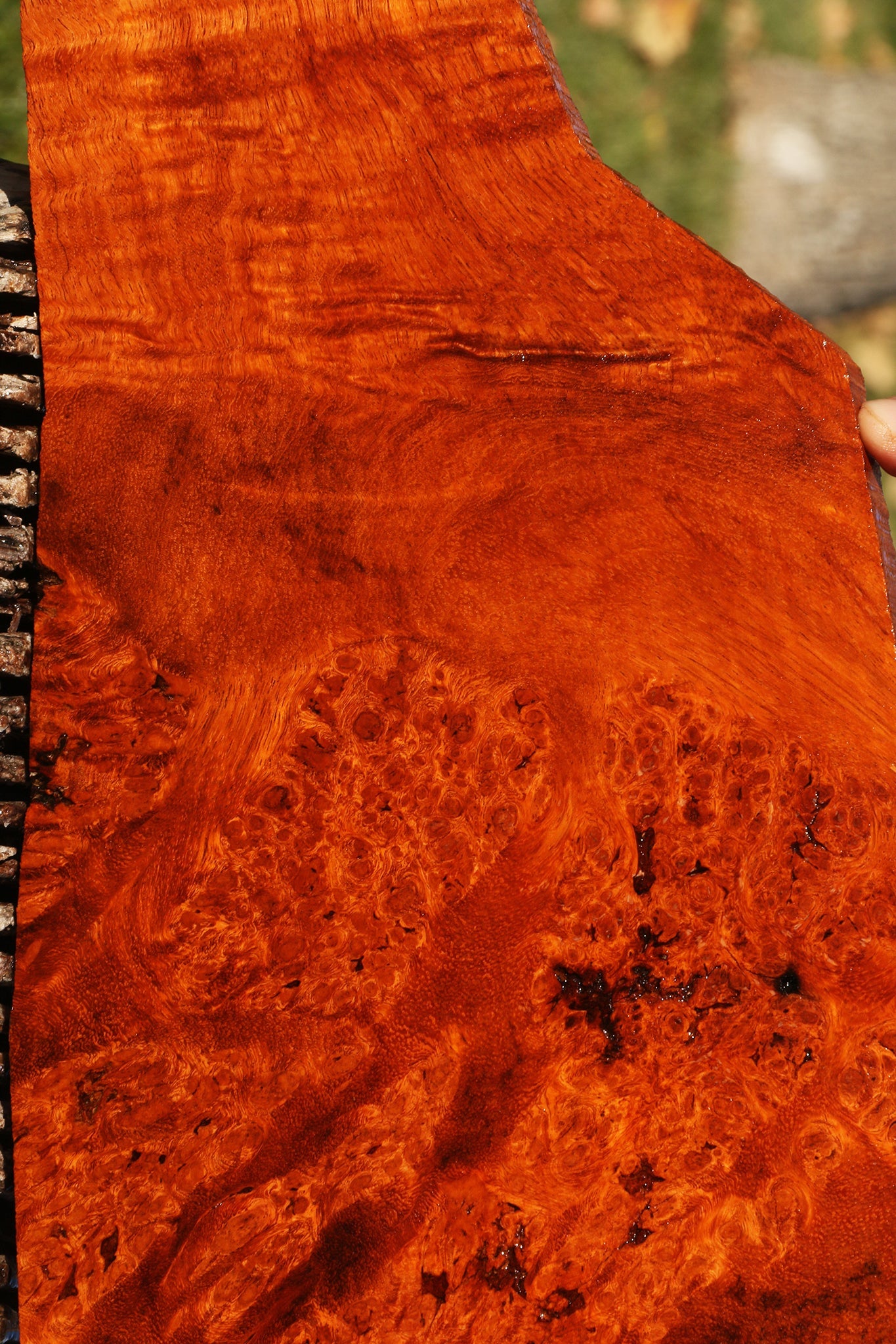 Figured Afzelia Burl Instrument Lumber