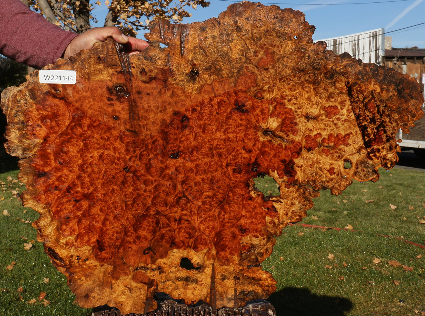 Afzelia Burl Lumber