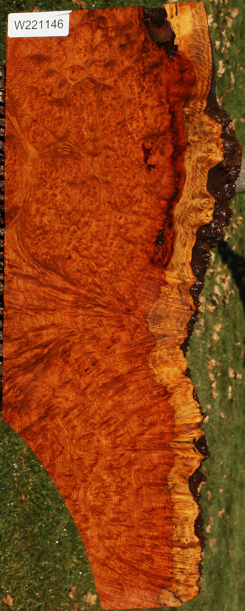 Afzelia Burl Live Edge Lumber