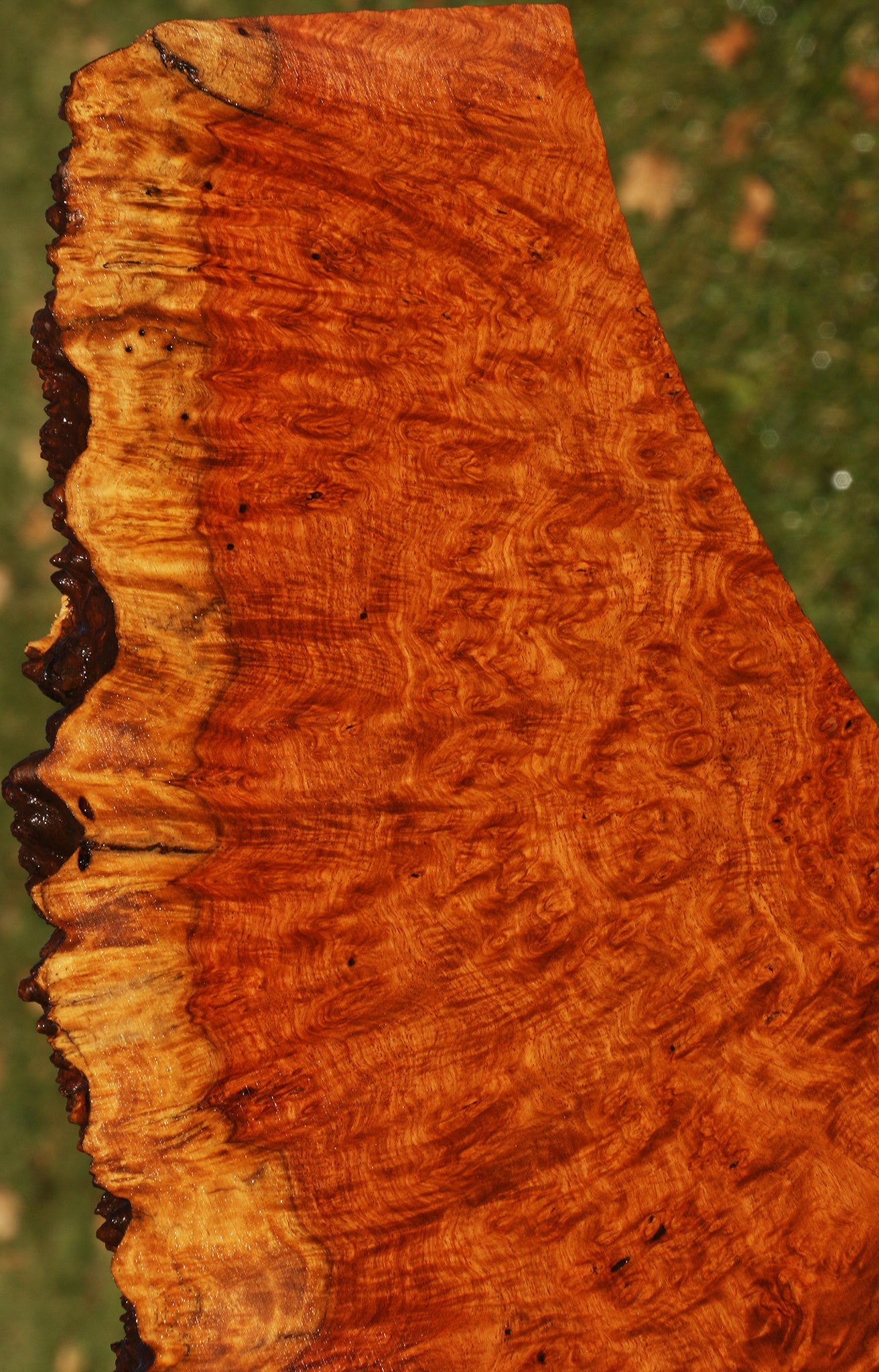 Afzelia Burl Live Edge Lumber