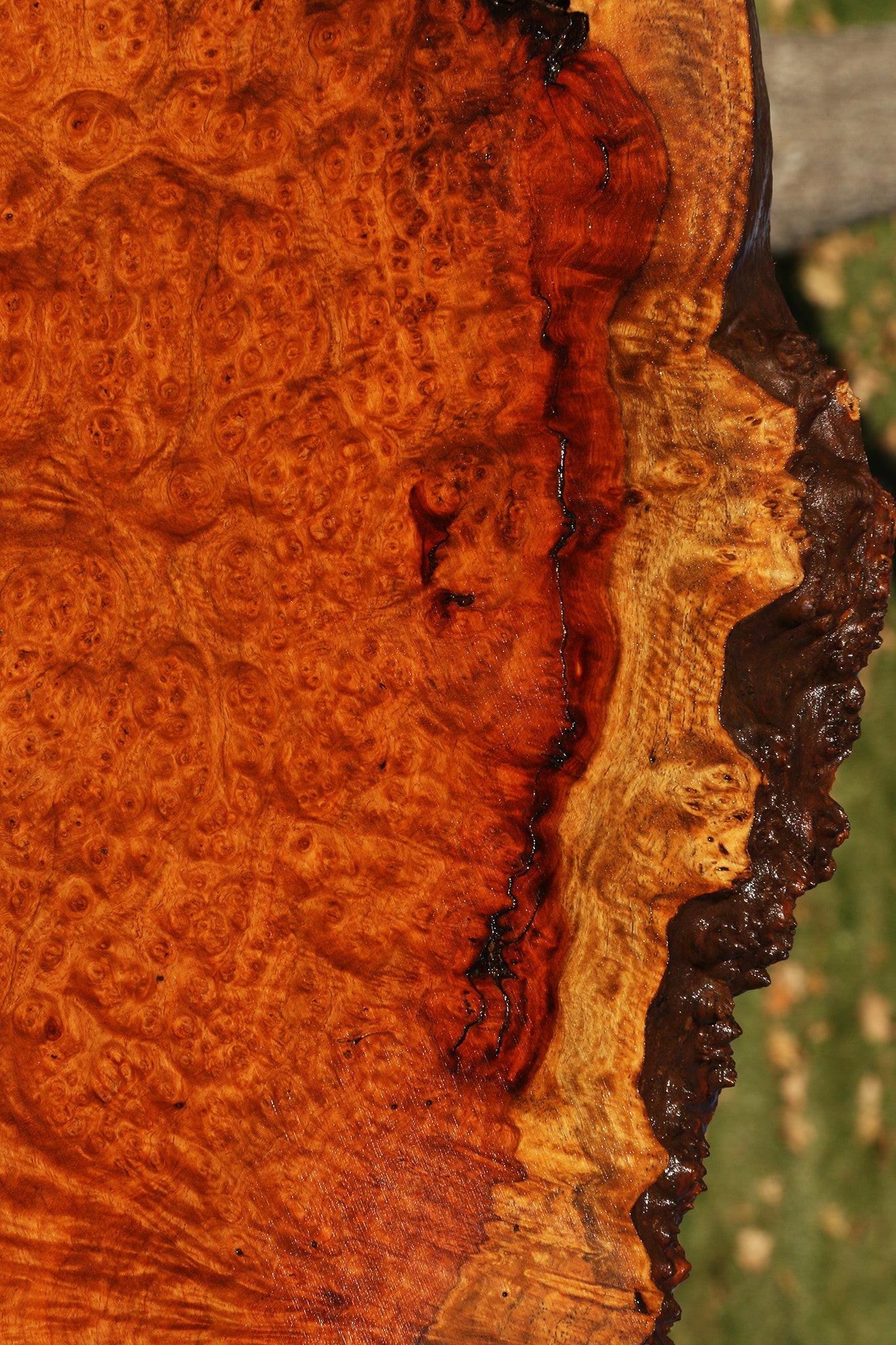 Afzelia Burl Live Edge Lumber