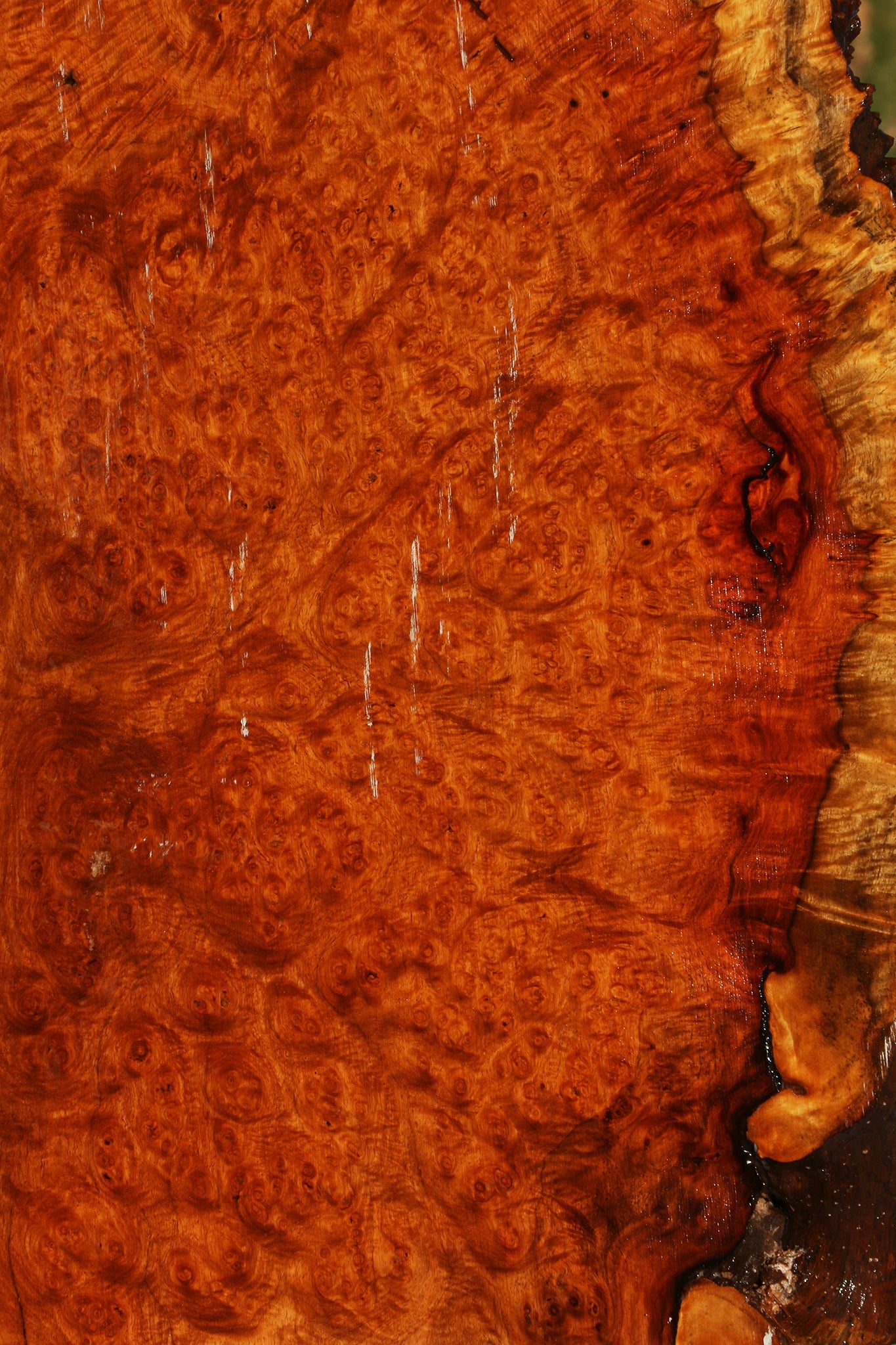 Afzelia Burl Live Edge Lumber