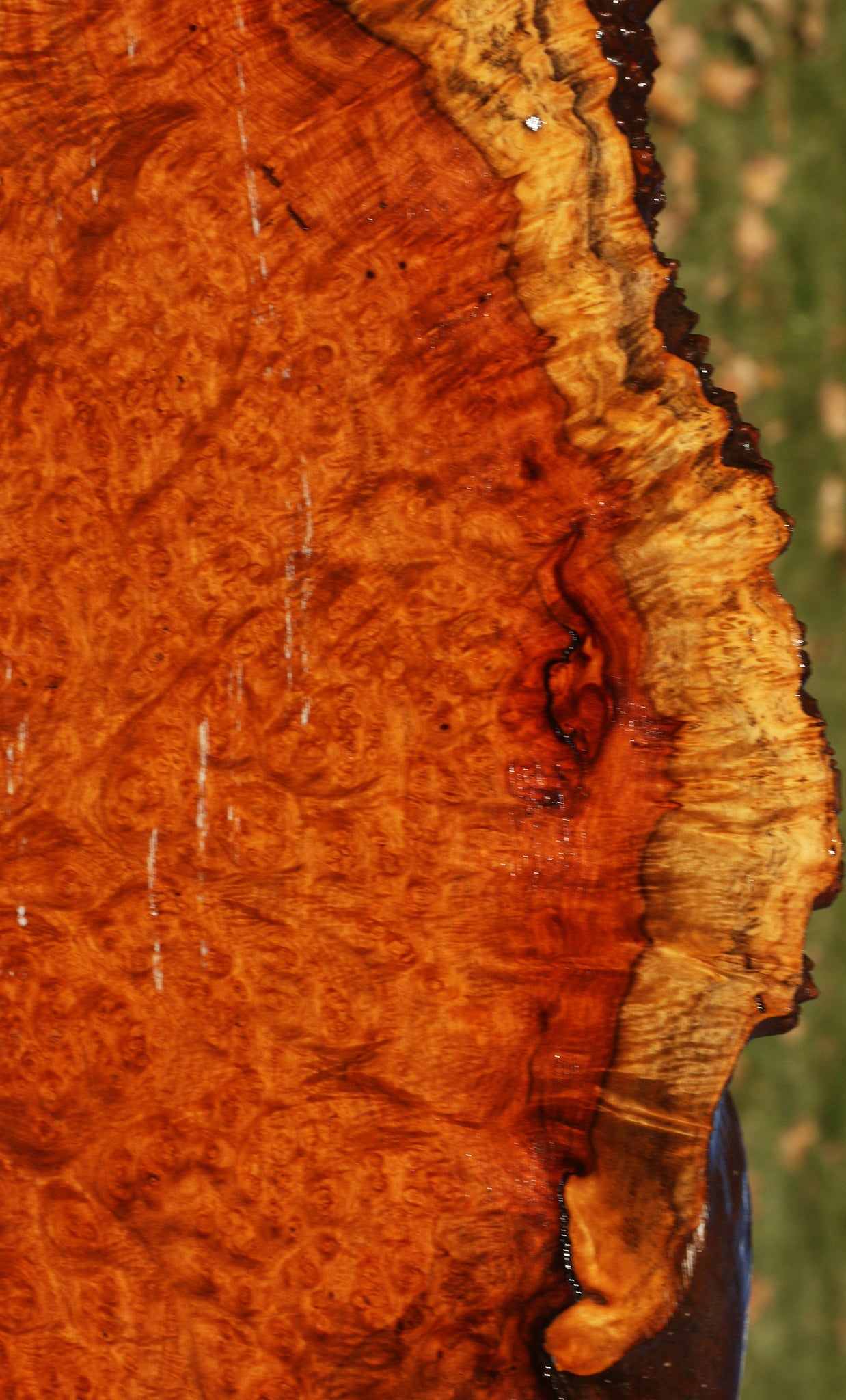 Afzelia Burl Live Edge Lumber