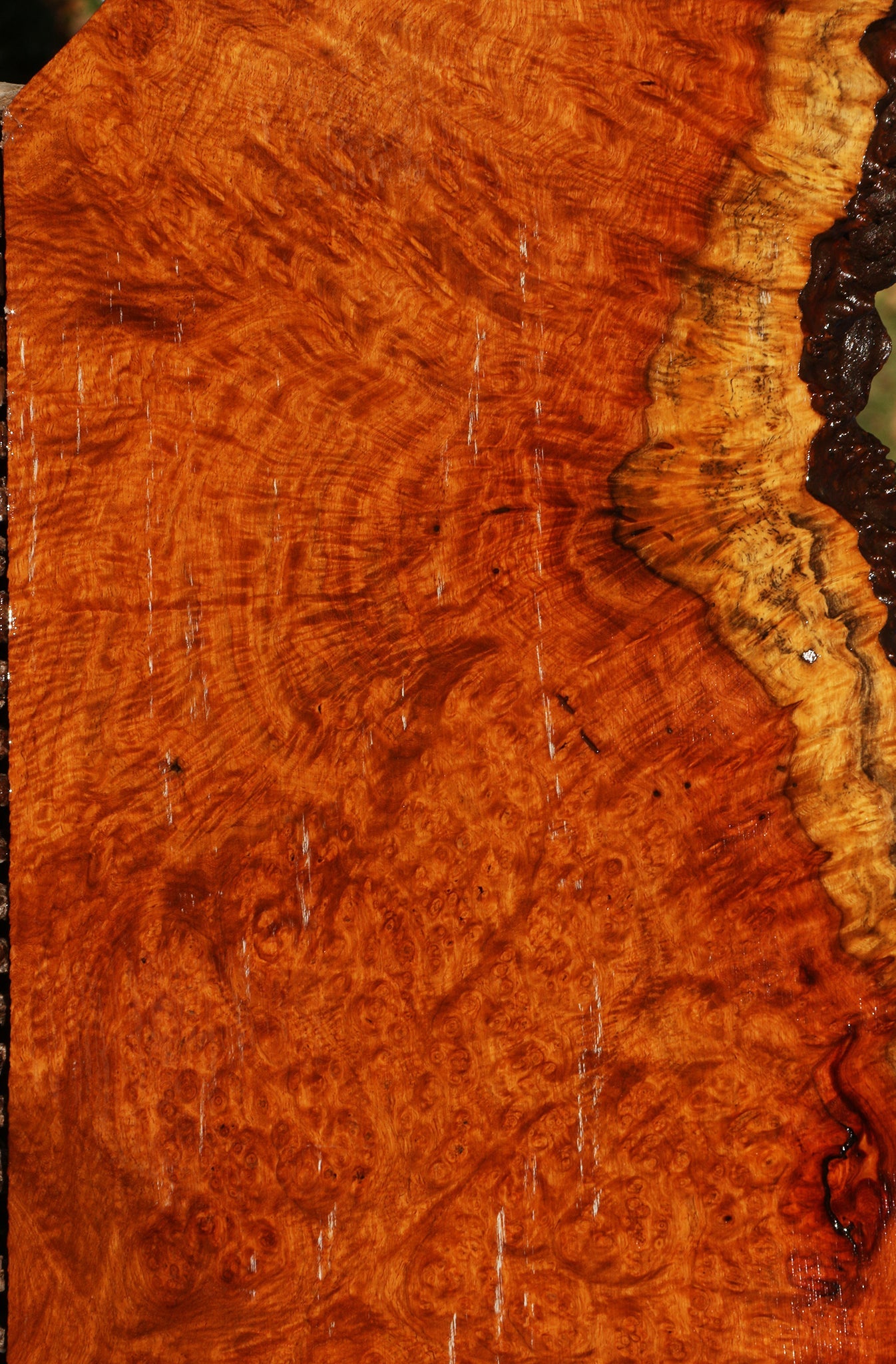 Afzelia Burl Live Edge Lumber