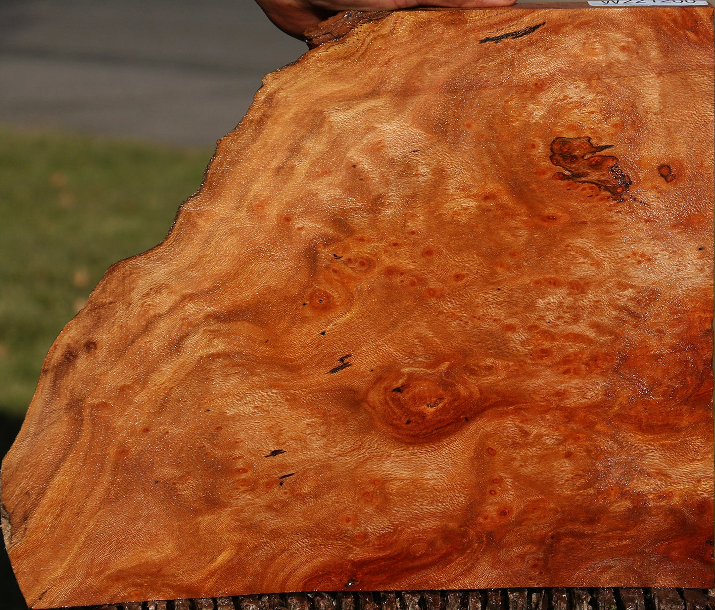 Sycamore Burl Live Edge Lumber