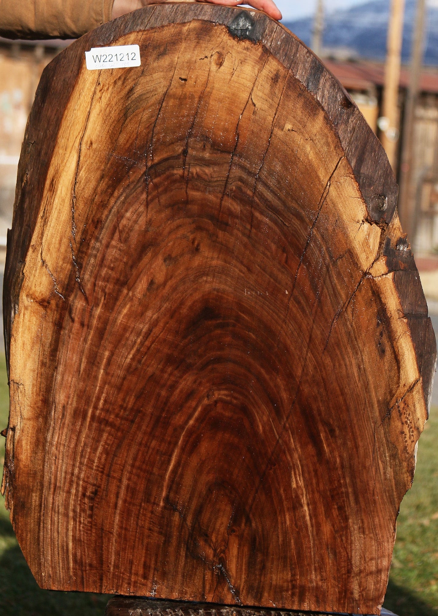 Claro Walnut Live Edge Mini Slab