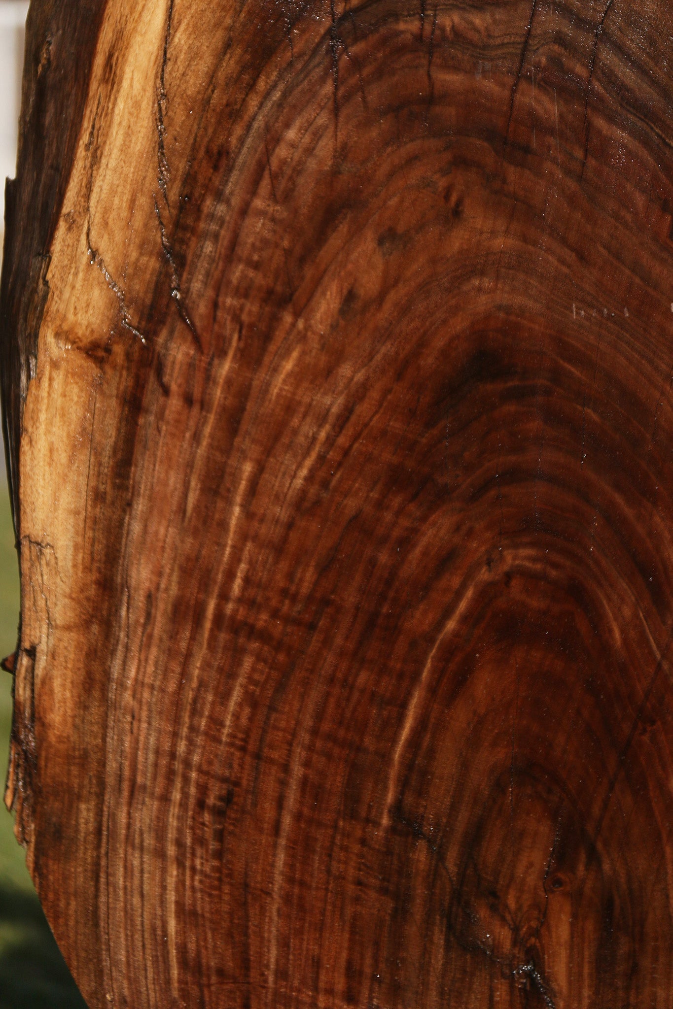 Claro Walnut Live Edge Mini Slab