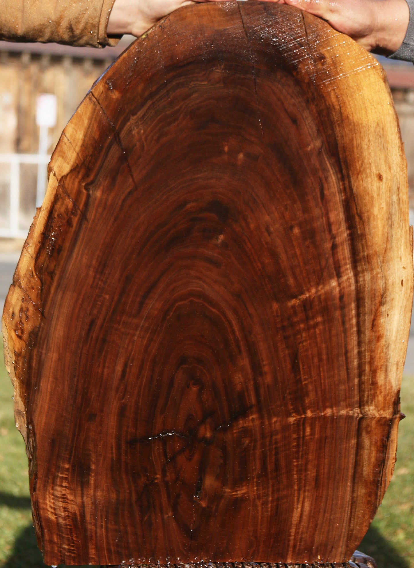 Claro Walnut Live Edge Mini Slab