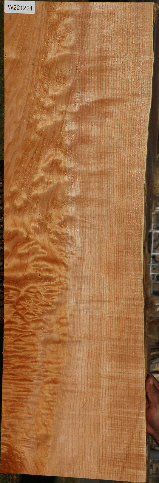 Figured Maple Live Edge Mini Slab