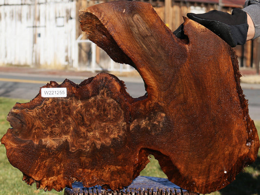 Claro Walnut Burl Live Edge Cookie