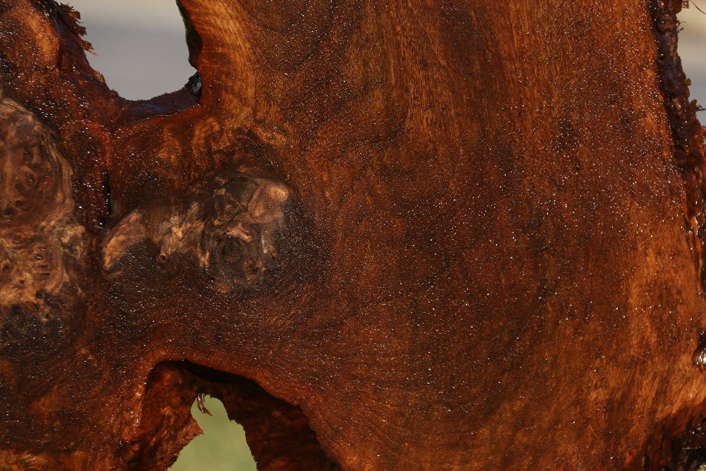 Claro Walnut Burl Live Edge Cookie