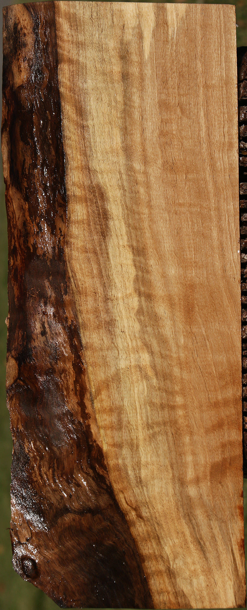 Fiddleback English Walnut Live Edge Lumber