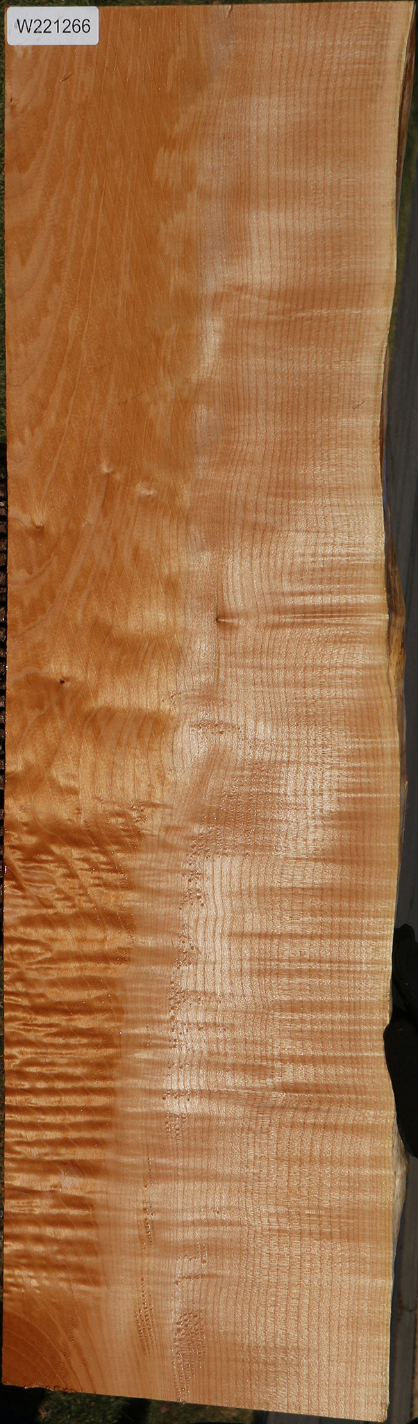 Figured Maple Live Edge Mini Slab