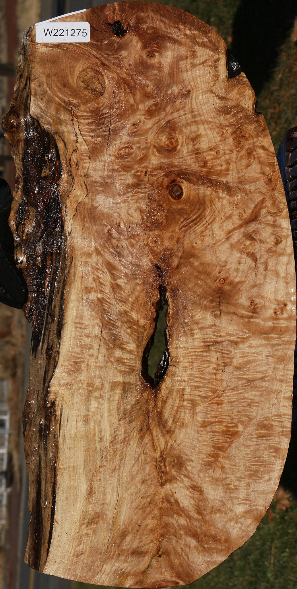 Figured Maple Burl Live Edge Mini Slab