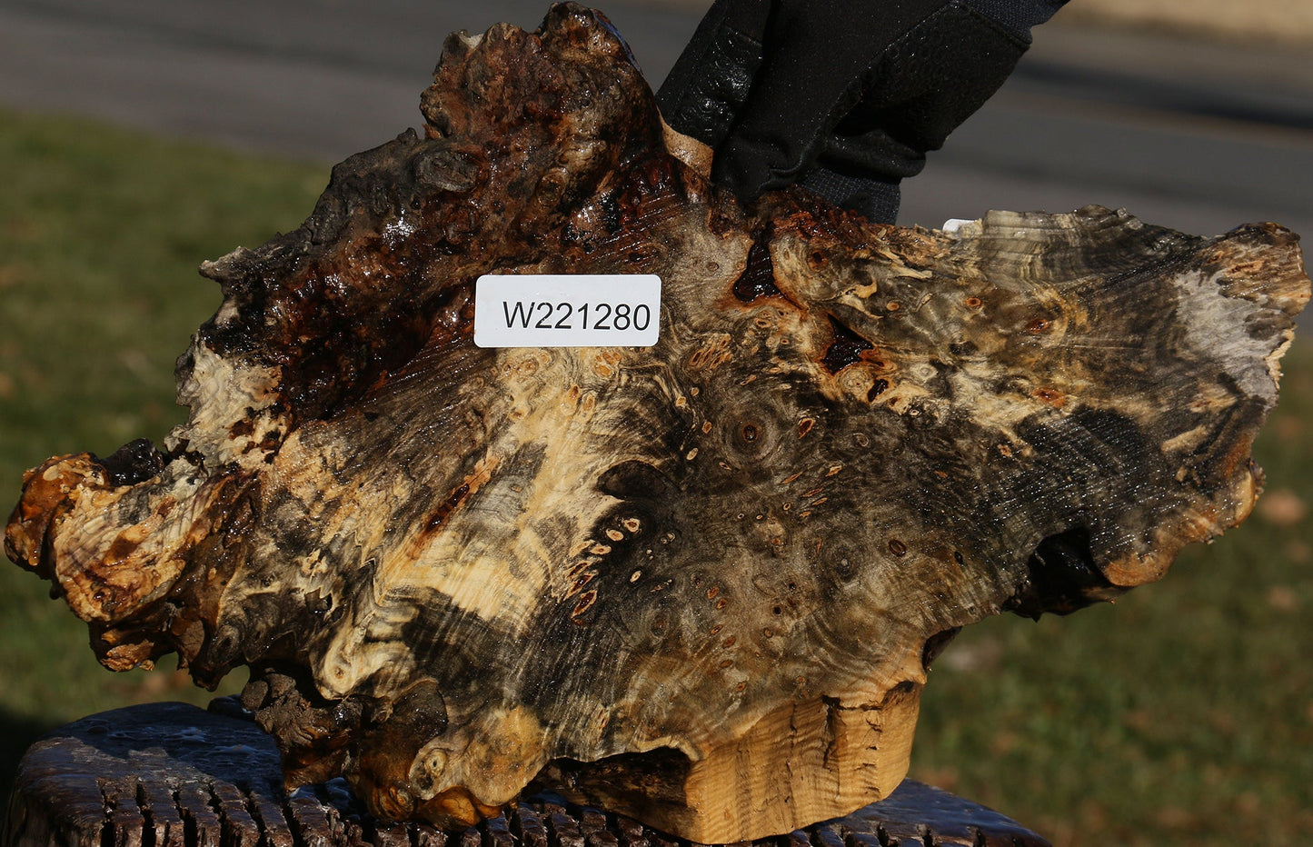 Buckeye Burl Cookie