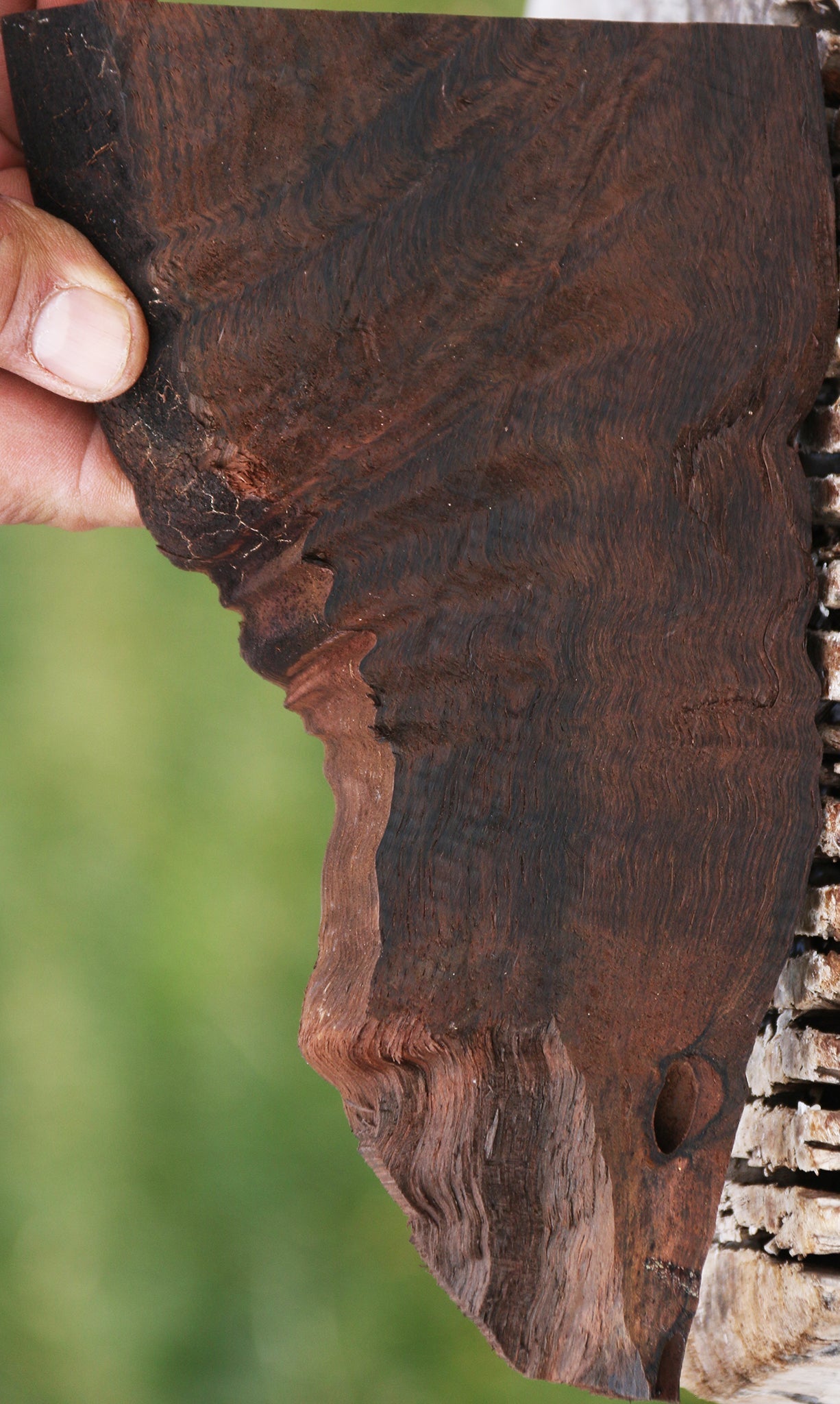 Exhibition Fiddleback Brazilian Rosewood Live Edge Lumber