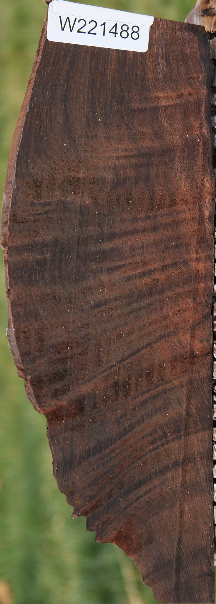 Exhibition Fiddleback Brazilian Rosewood Live Edge Lumber