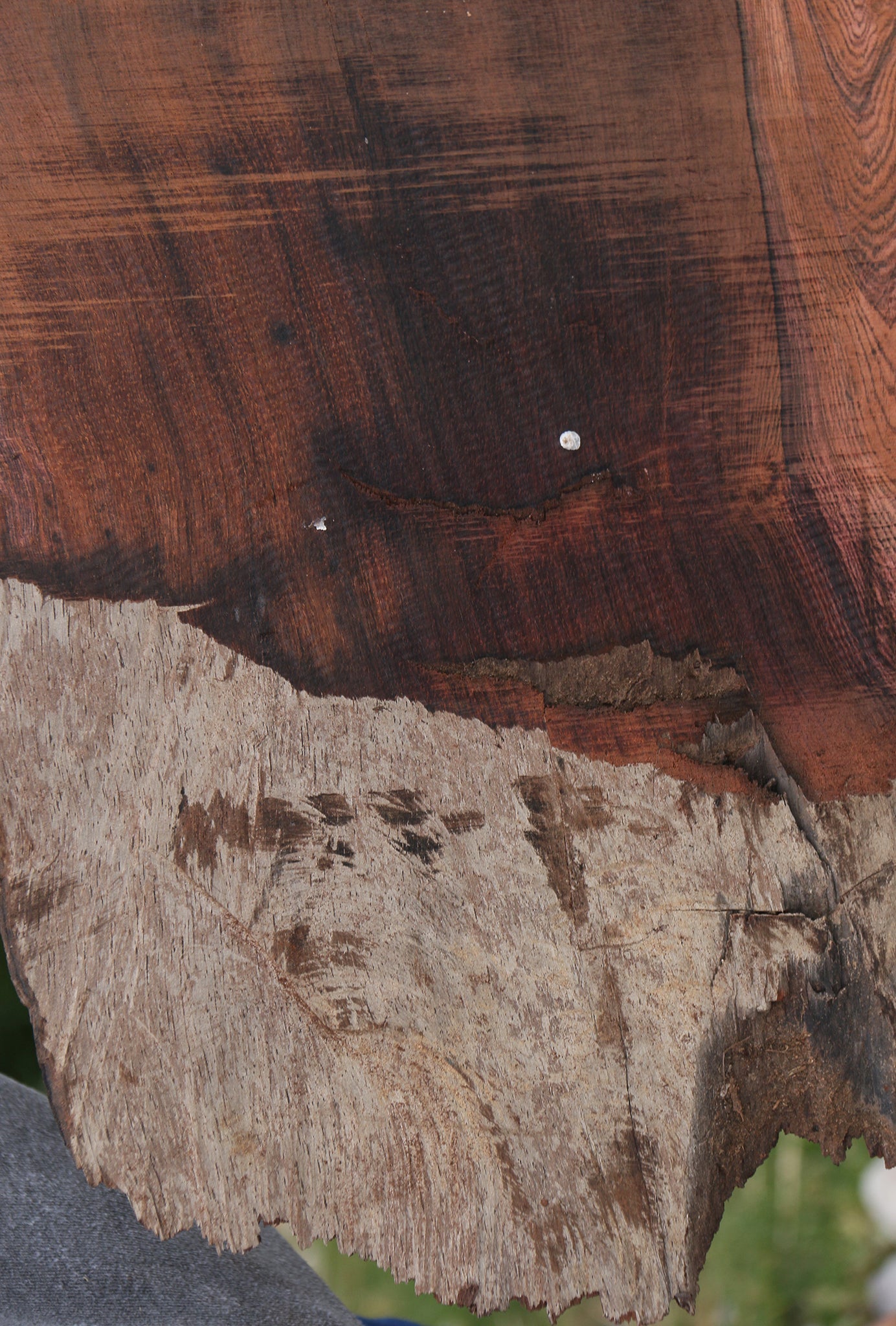 Rustic Brazilian Rosewood Live Edge Lumber