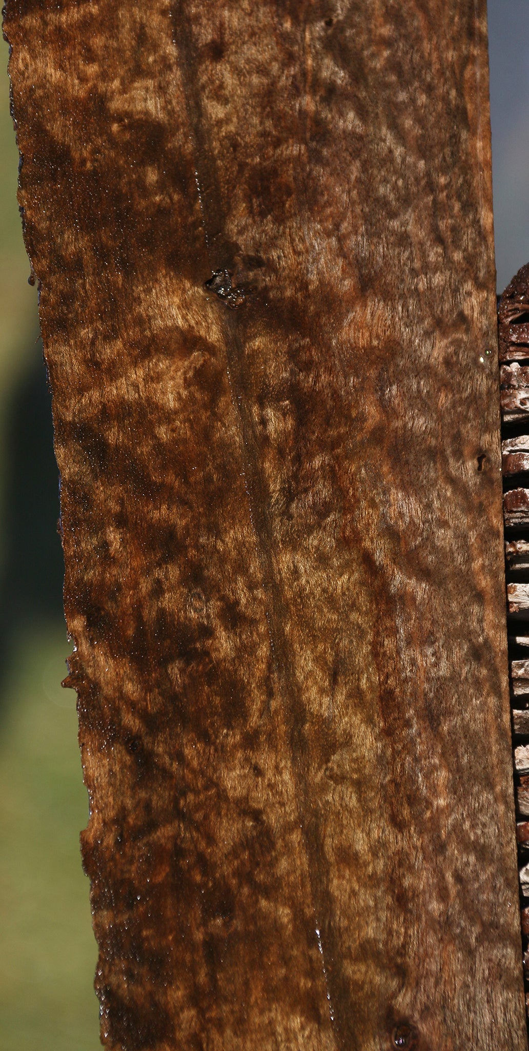 Extra Fancy Quilted Claro Walnut Live Edge Lumber