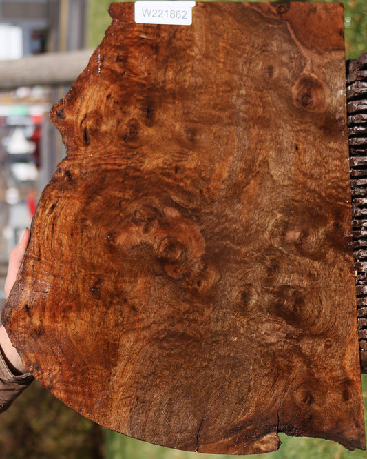 Claro Walnut Burl Live Edge Lumber