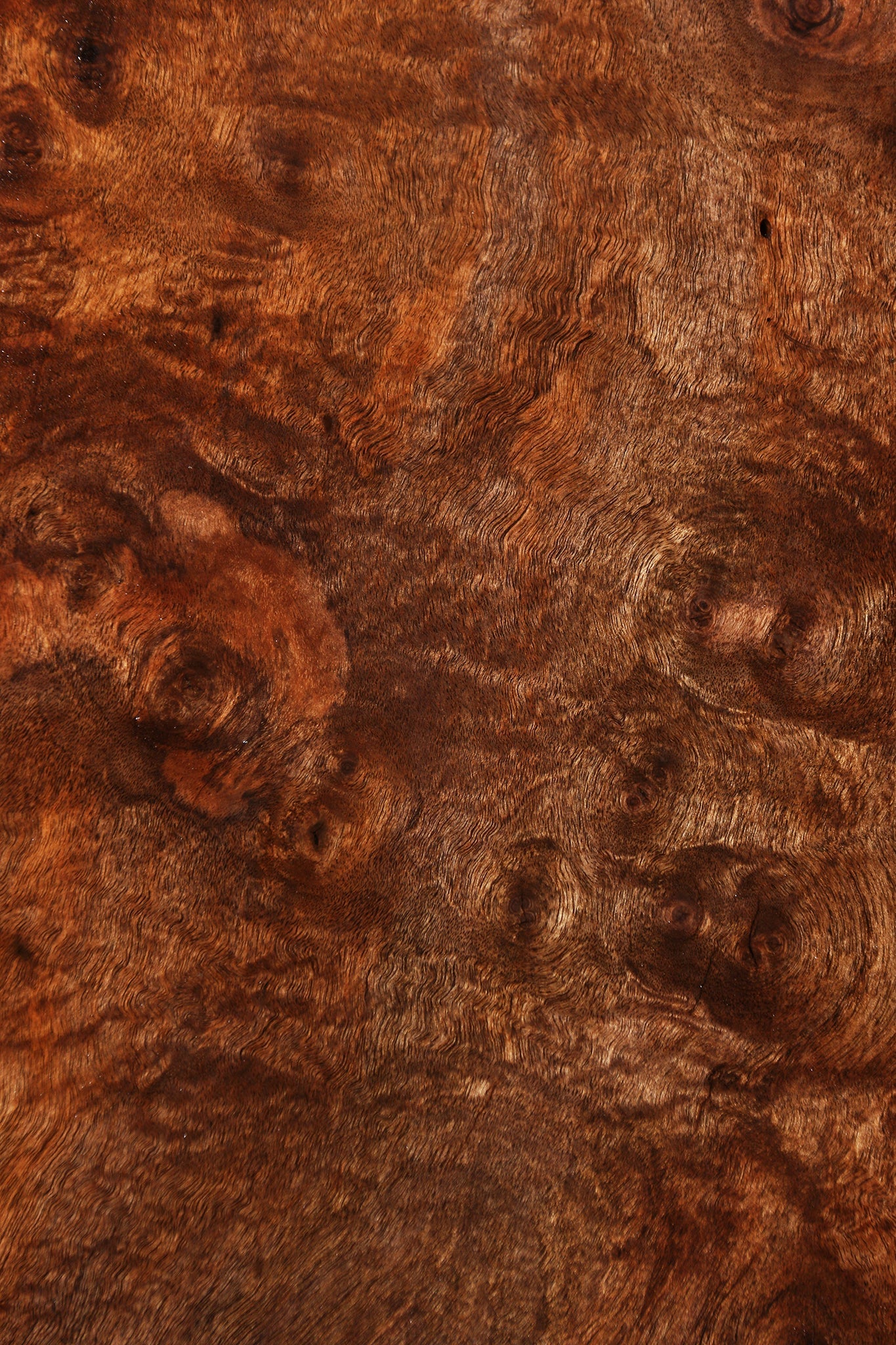 Claro Walnut Burl Live Edge Lumber