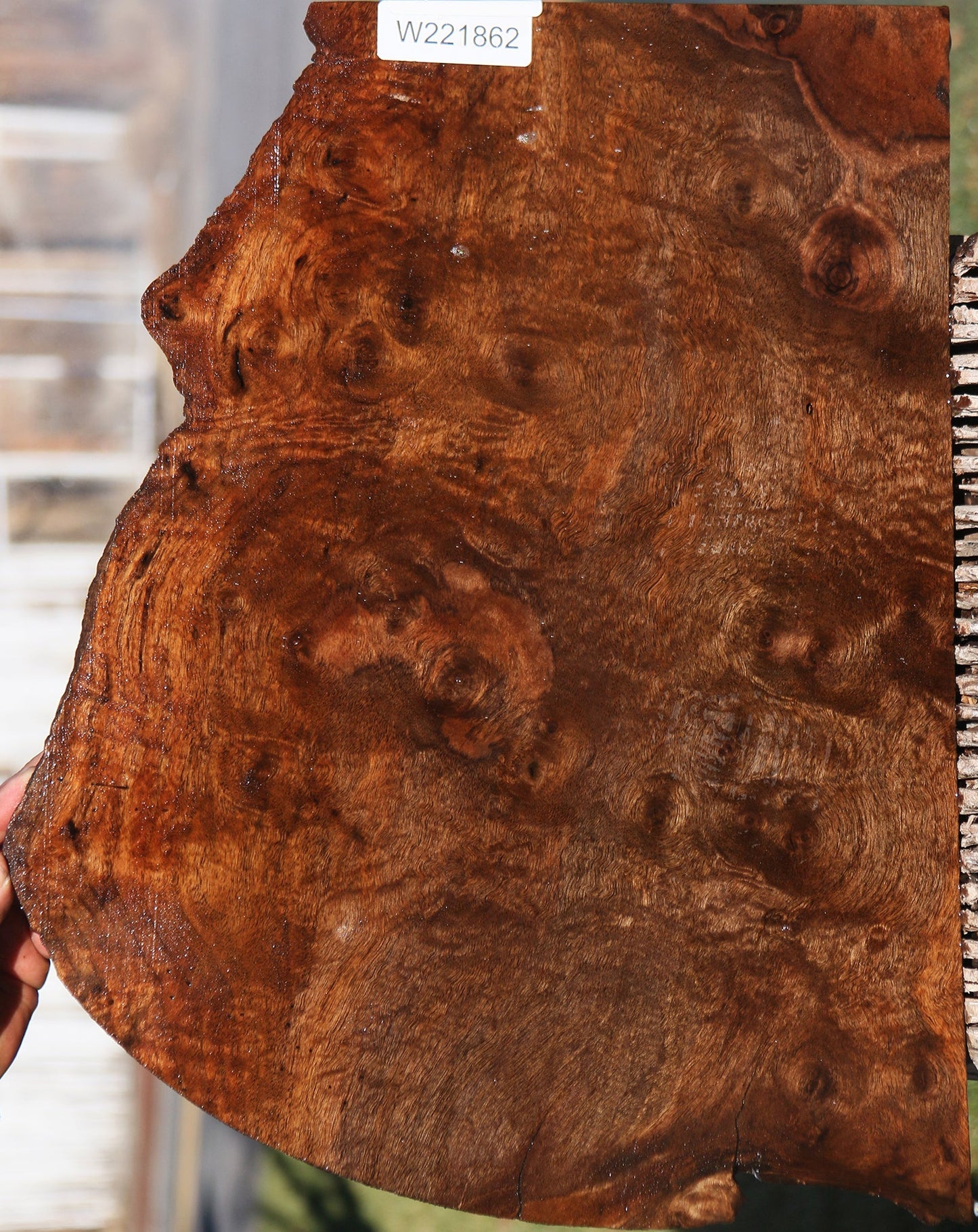 Claro Walnut Burl Live Edge Lumber