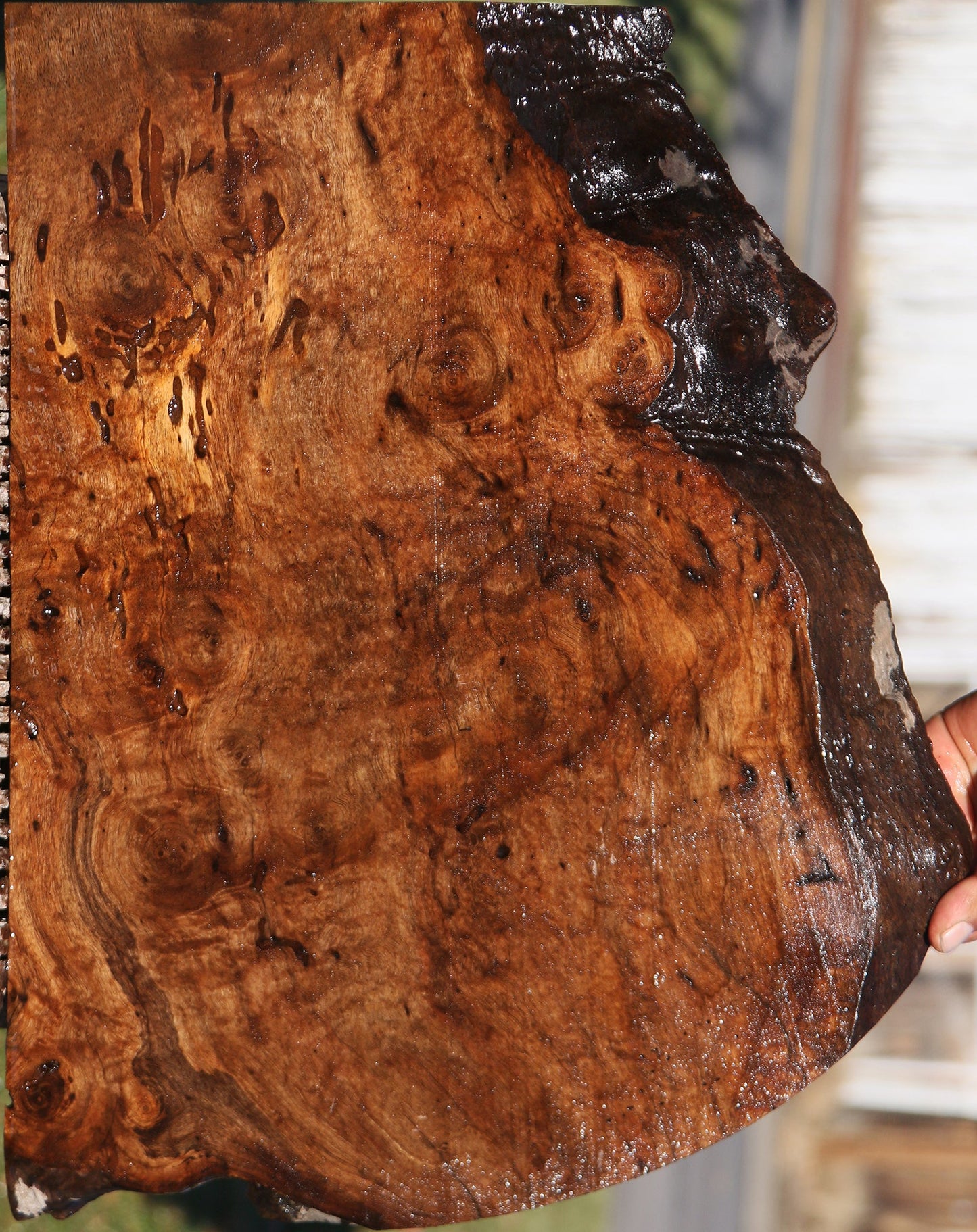 Claro Walnut Burl Live Edge Lumber