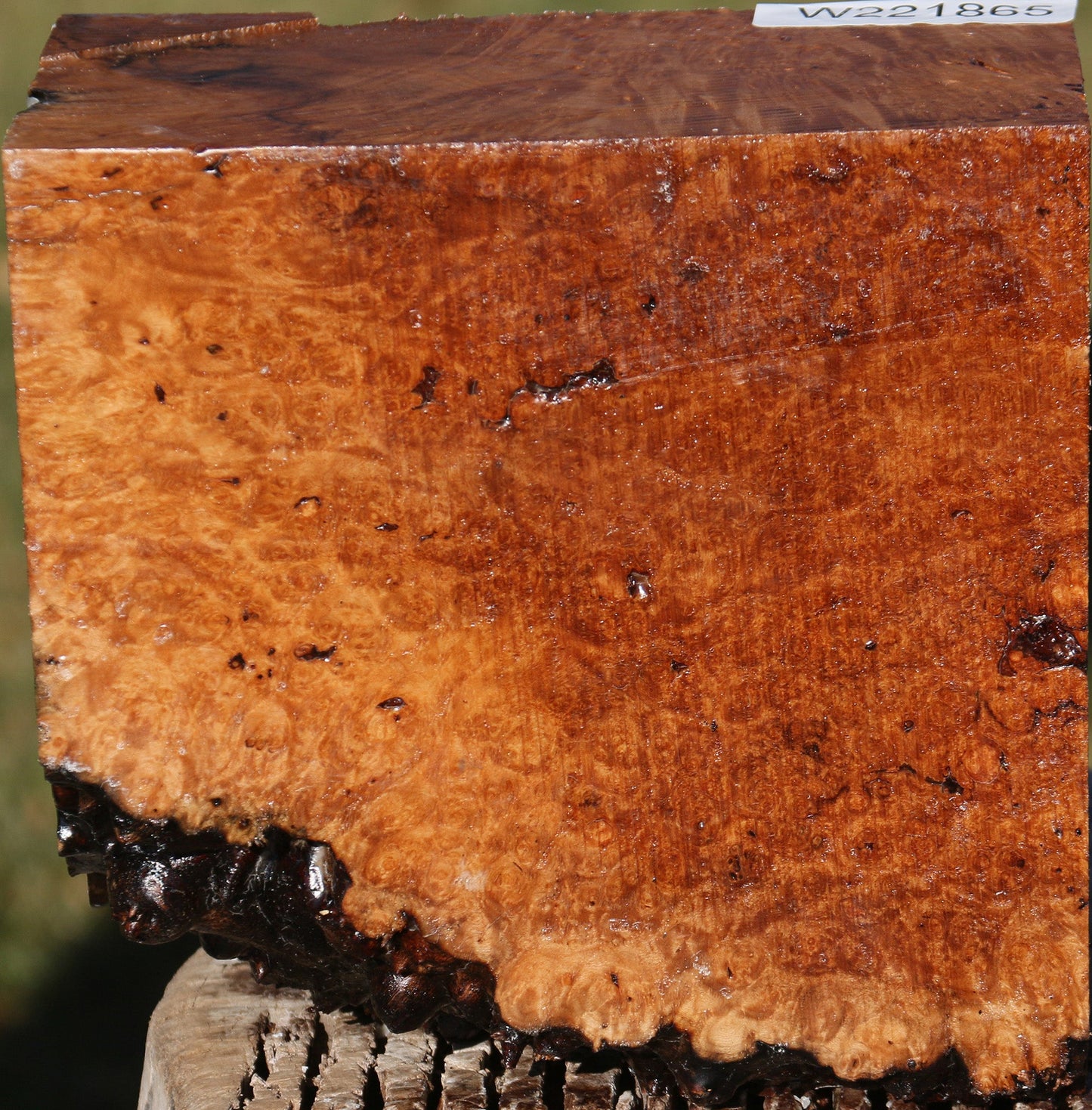 Maple Burl Bowl Blank