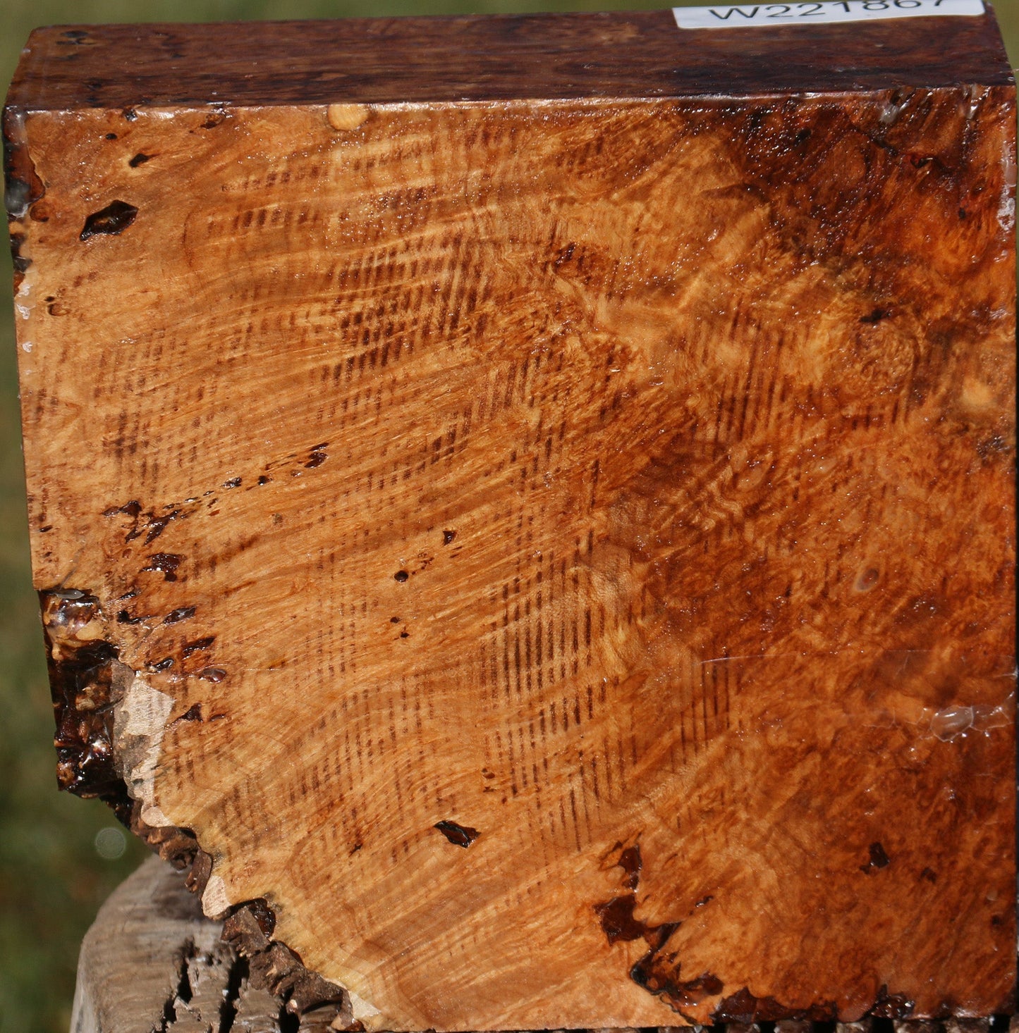 Maple Burl Bowl Blank