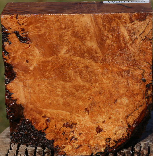 Maple Burl Bowl Blank