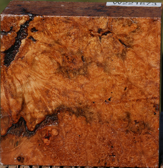 Maple Burl Bowl Blank