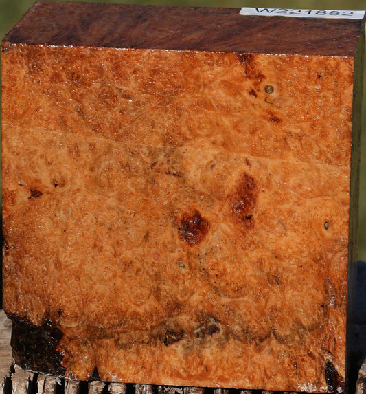 Rustic Maple Burl Bowl Blank